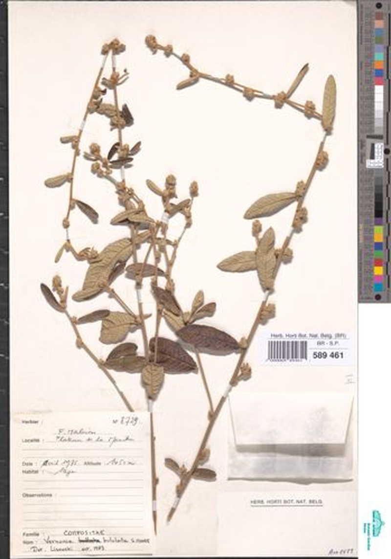 Cabobanthus bullulatus photo 3