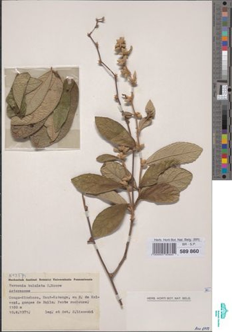 Cabobanthus bullulatus photo 4