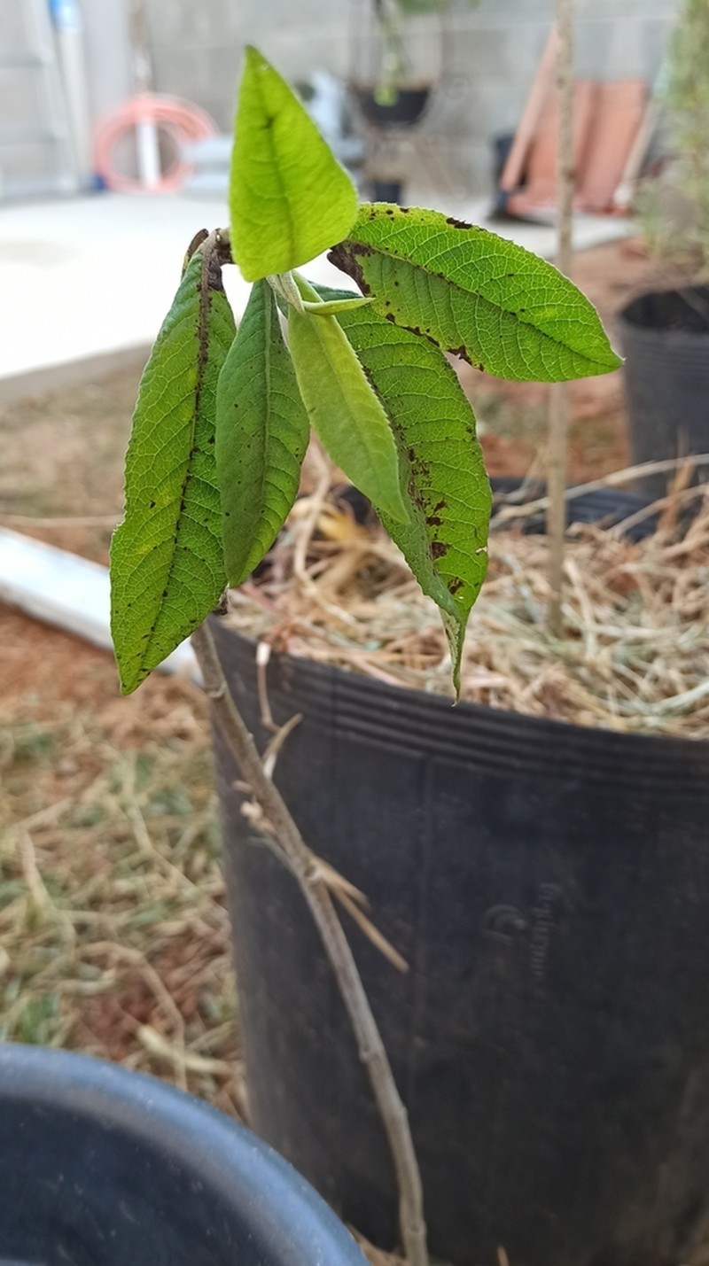 Cabobanthus polysphaerus photo 2