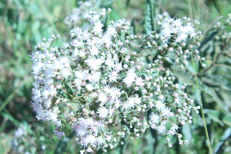 Cabobanthus polysphaerus photo 4