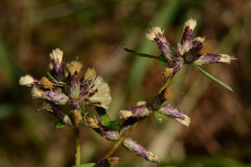 Cabobanthus polysphaerus photo 5