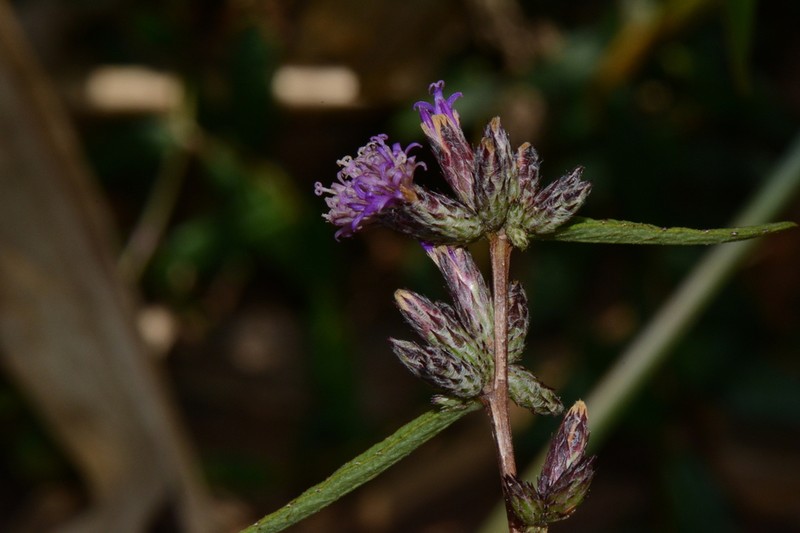 Cabobanthus polysphaerus photo 6