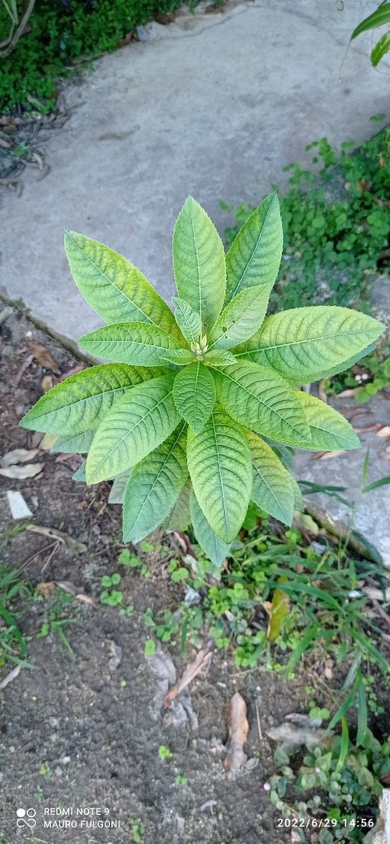 Cabobanthus polysphaerus photo 7