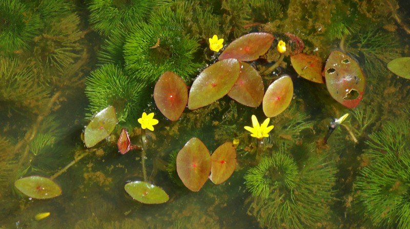 Cabomba aquatica