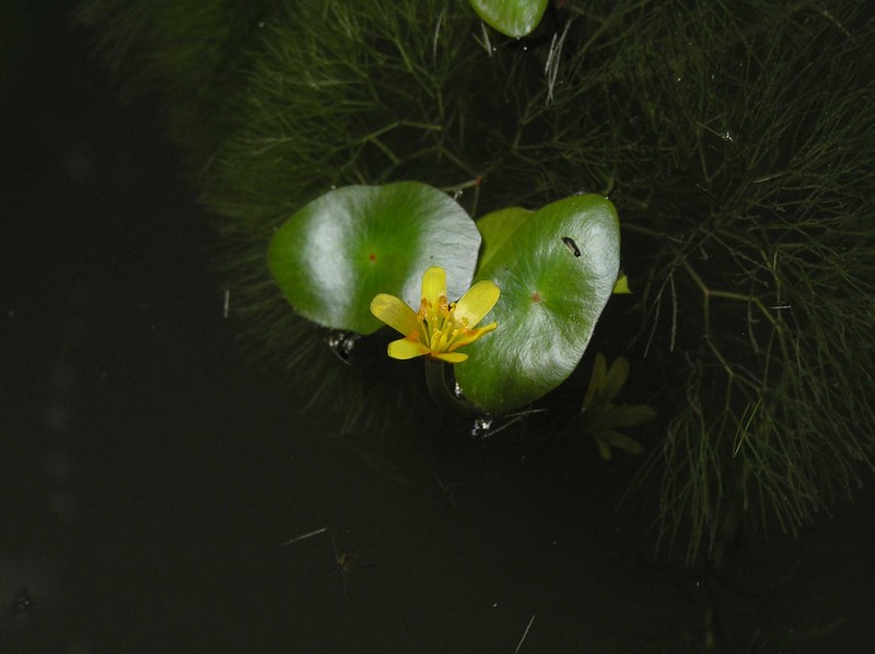Cabomba aquatica photo 3