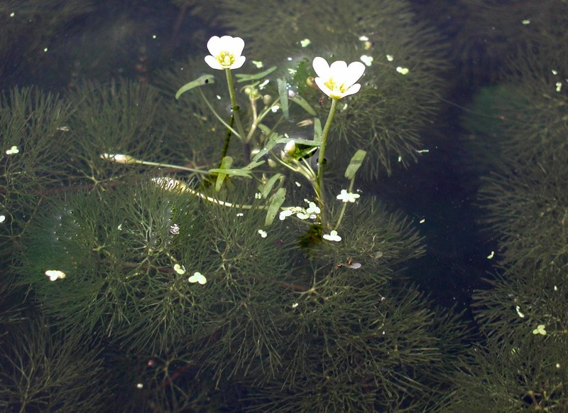Carolina Fanwort photo 2