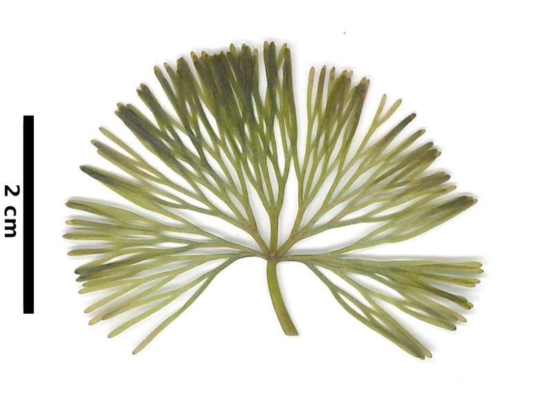 Carolina Fanwort photo 4