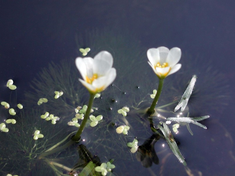 Carolina Fanwort