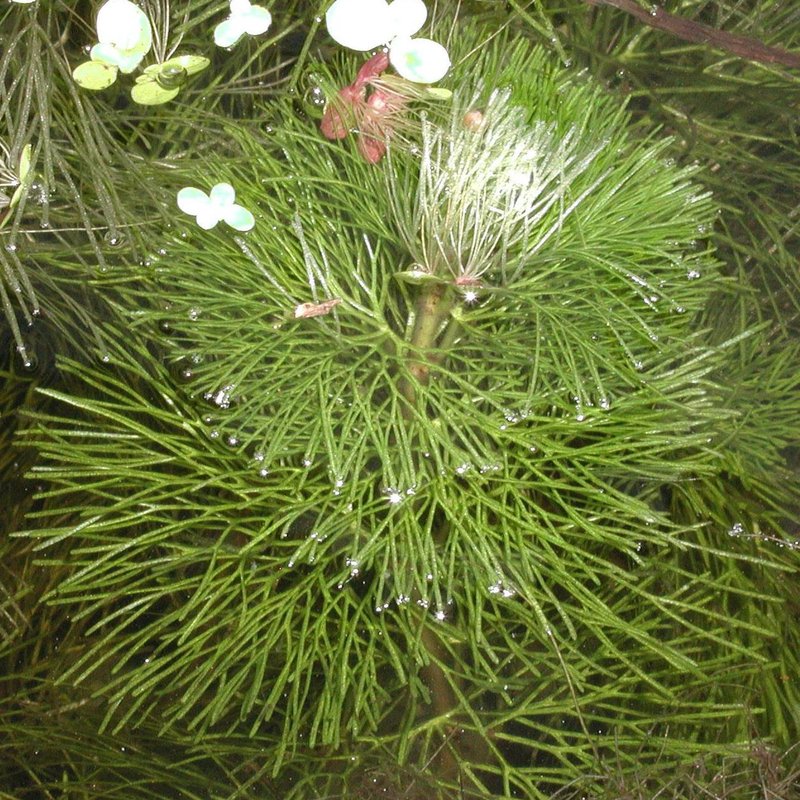 Carolina Fanwort photo 5