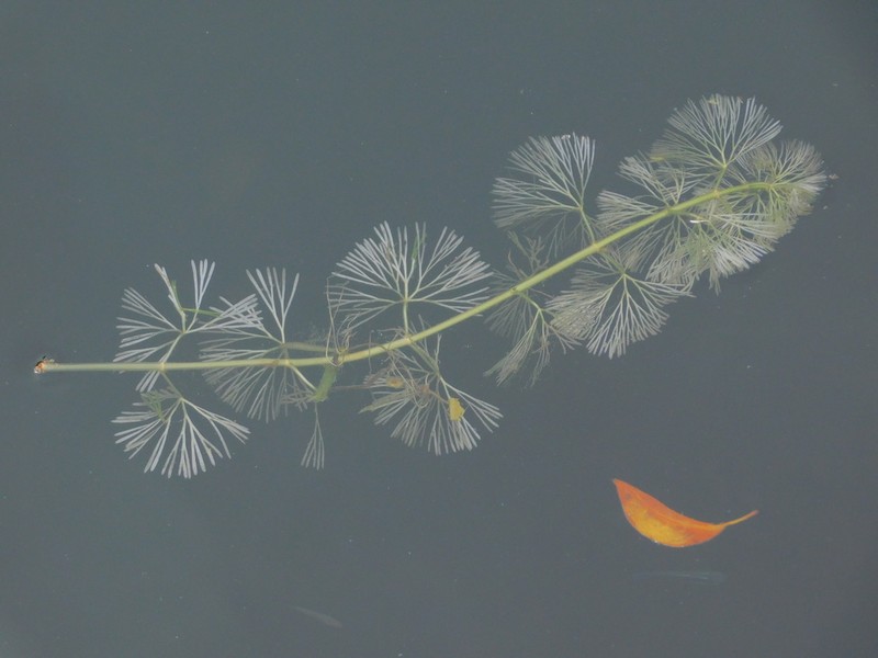 Carolina Fanwort photo 7