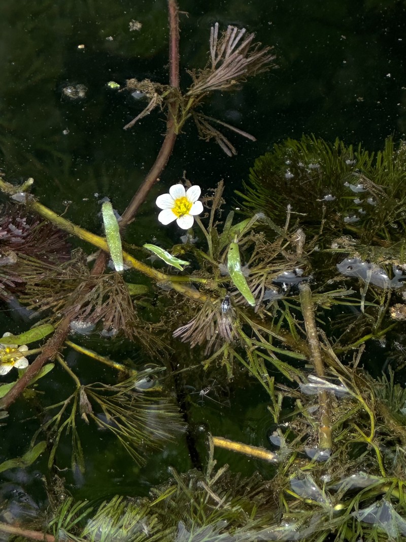 Cabomba caroliniana var. caroliniana
