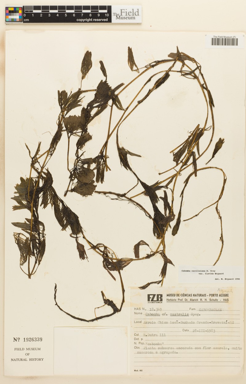 Cabomba caroliniana var. flavida