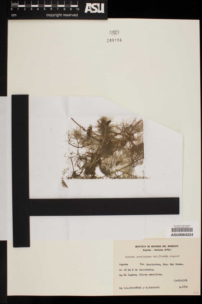 Cabomba caroliniana var. flavida photo 2