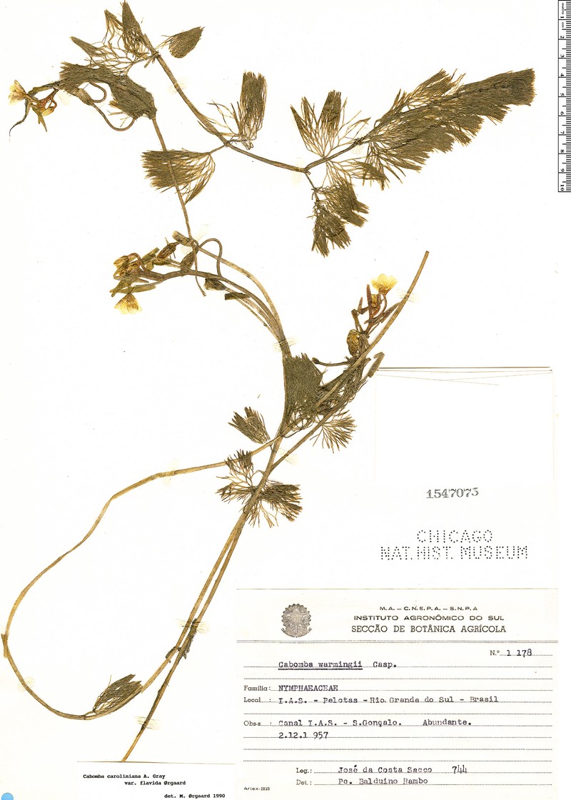 Cabomba caroliniana var. flavida photo 3