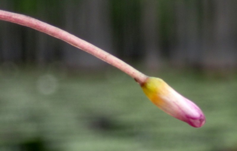 Cabomba caroliniana var. pulcherrima