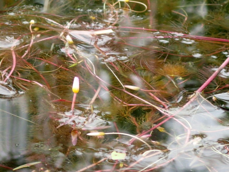 Cabomba caroliniana var. pulcherrima photo 2