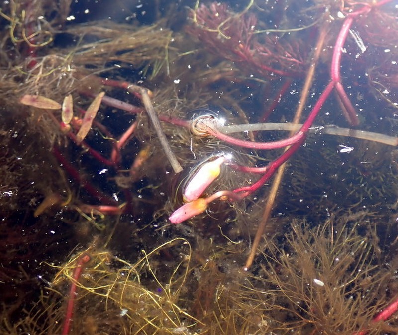 Cabomba caroliniana var. pulcherrima photo 3