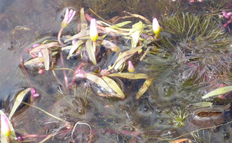 Cabomba caroliniana var. pulcherrima photo 4