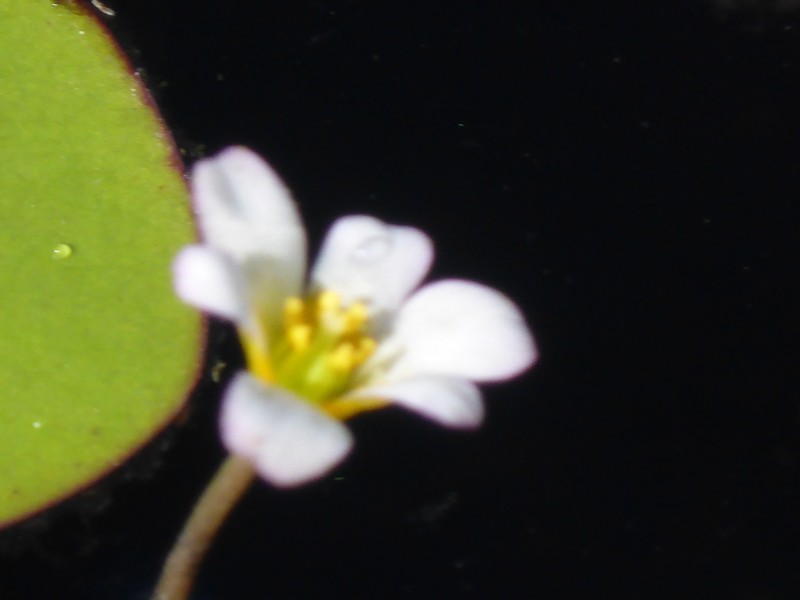 Cabomba caroliniana var. pulcherrima photo 6