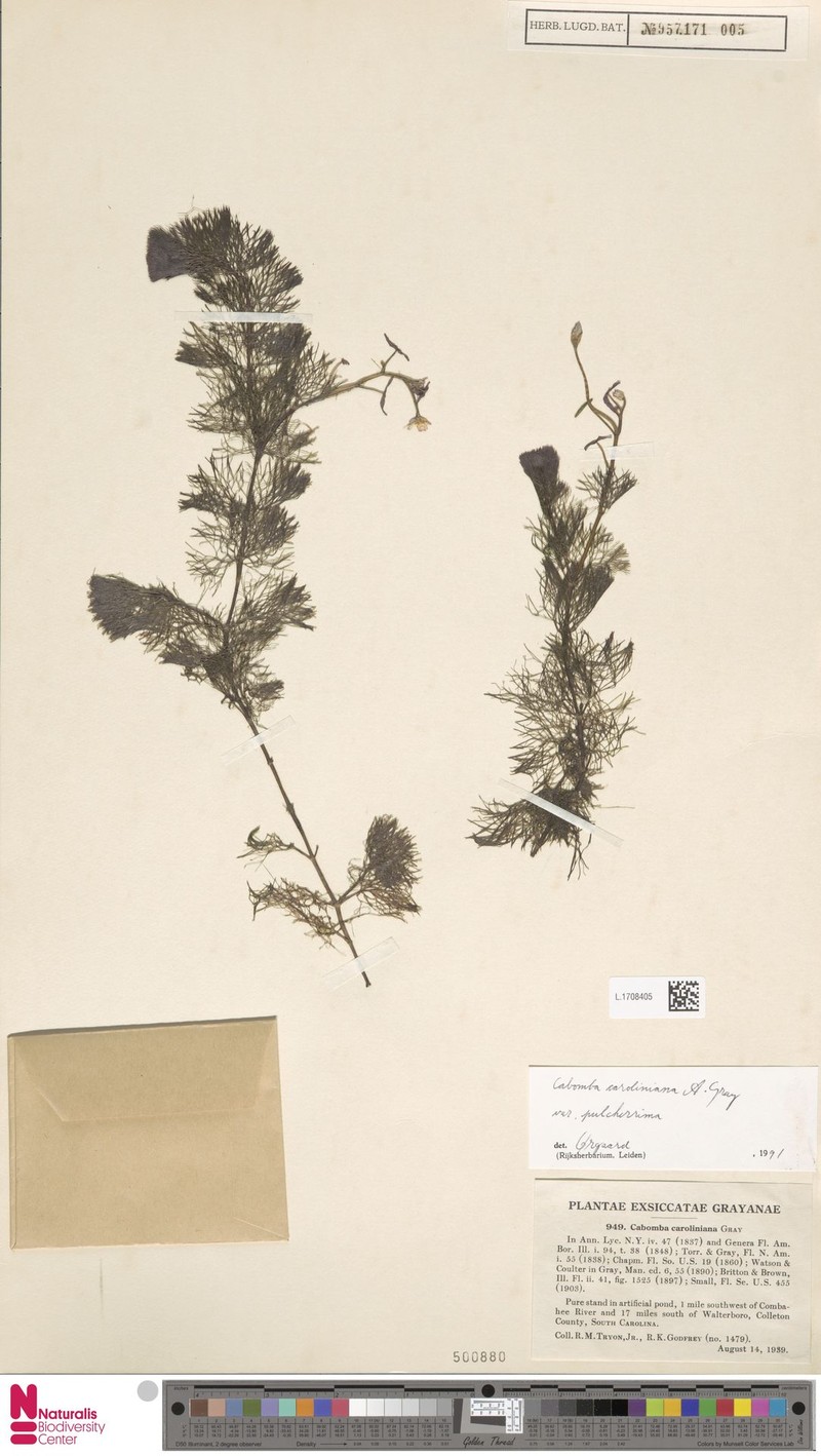 Cabomba caroliniana var. pulcherrima photo 7