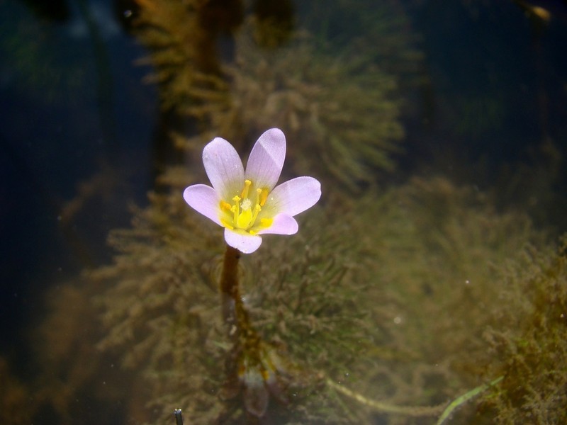 Fishgrass