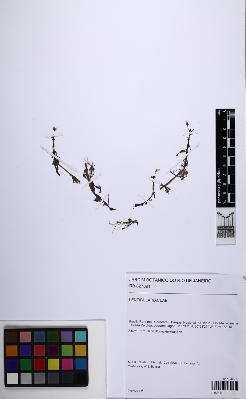 Fishgrass photo 2