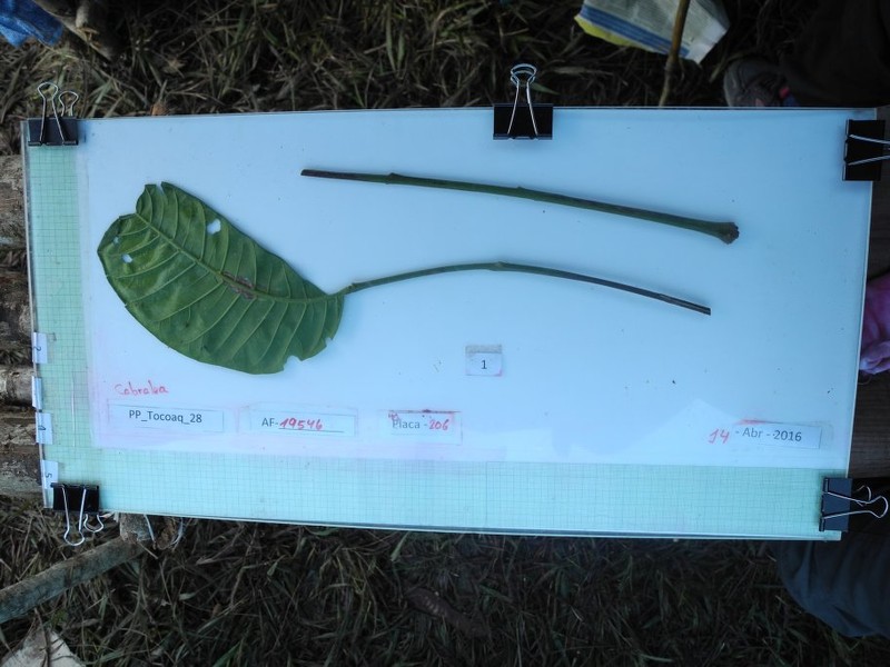 Cabralea canjerana subsp. canjerana
