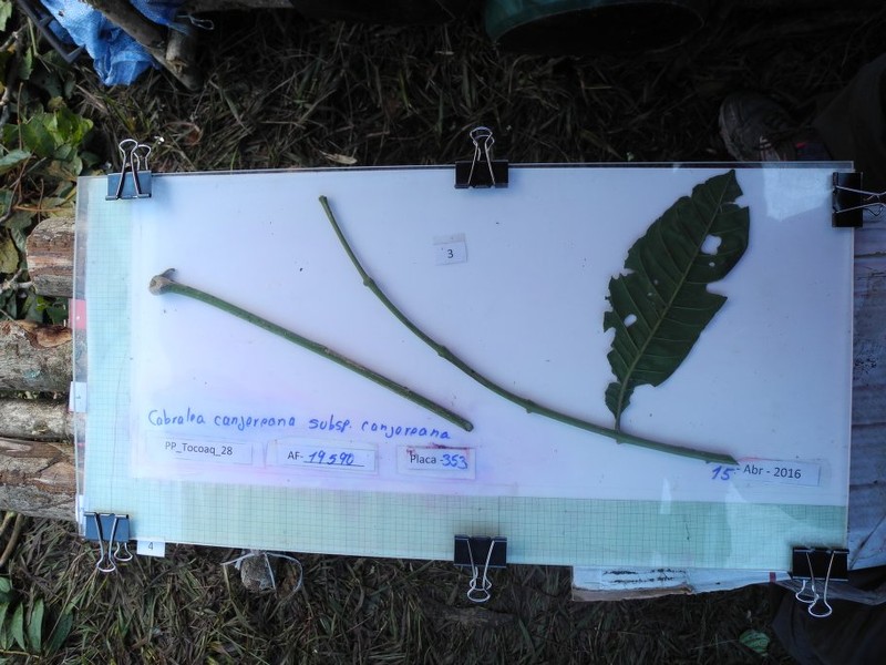 Cabralea canjerana subsp. canjerana photo 3