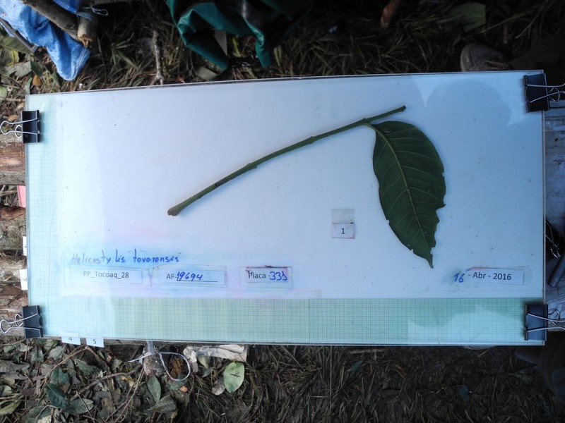 Cabralea canjerana subsp. canjerana photo 4