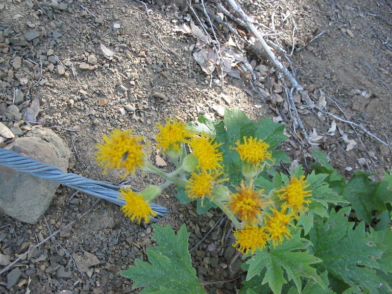 Silvercrown photo 5