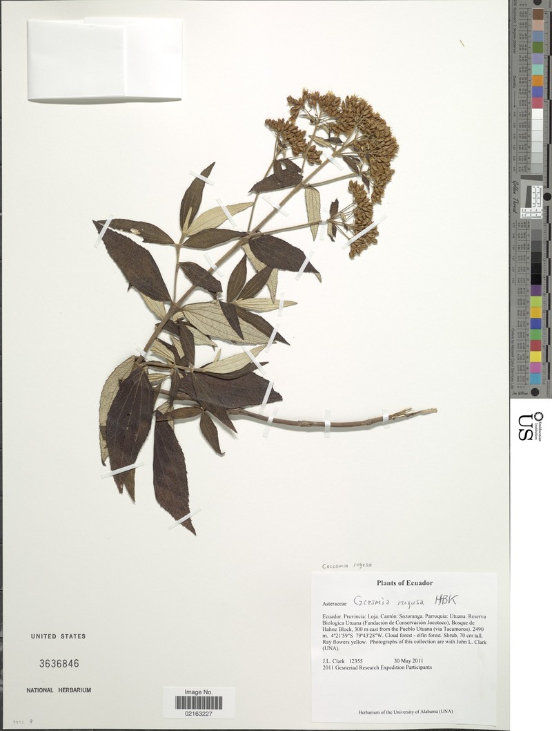 Cacosmia rugosa var. rugosa