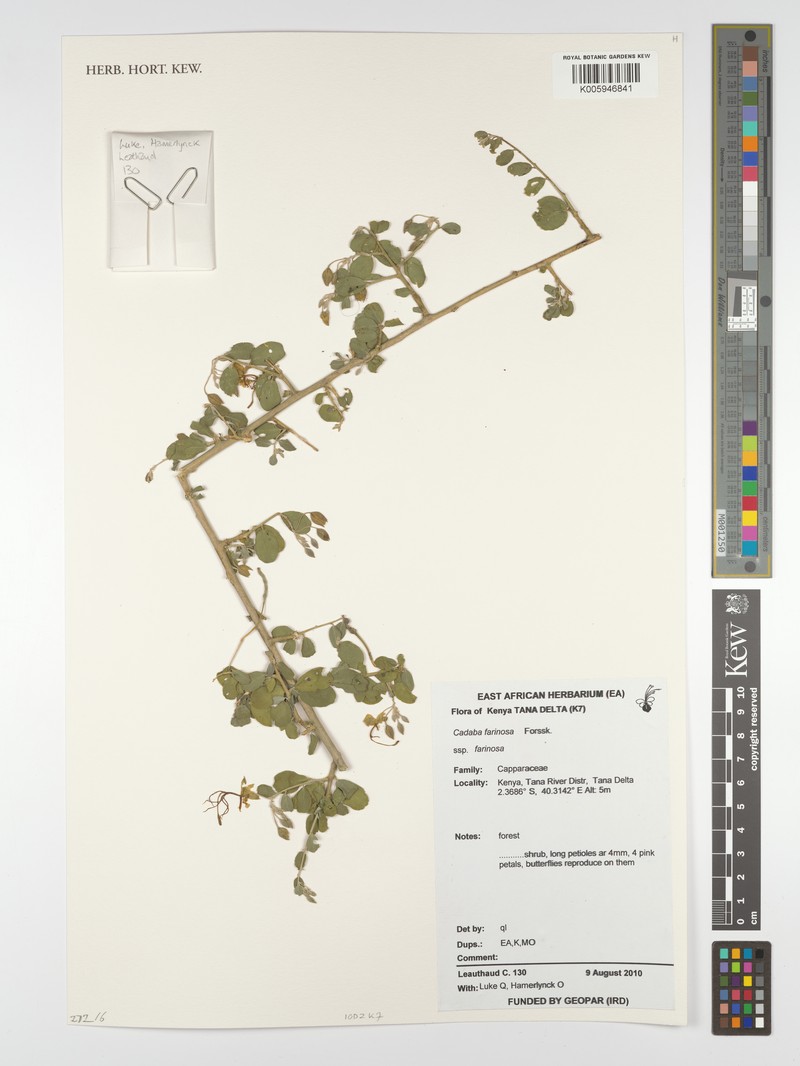 Cadaba farinosa subsp. farinosa