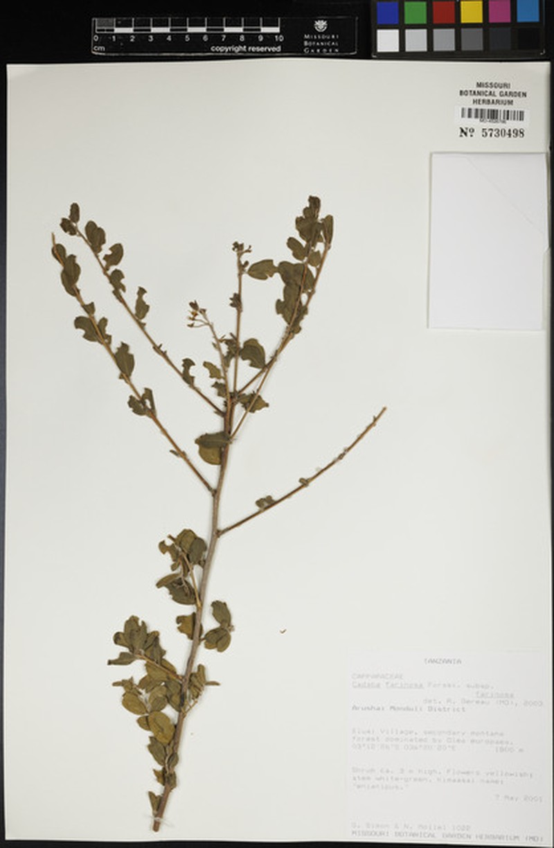 Cadaba farinosa subsp. farinosa photo 3