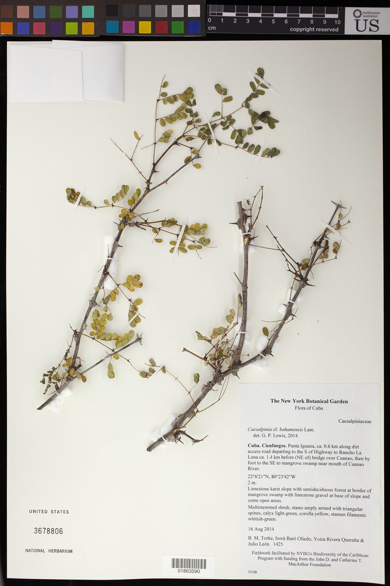 Caesalpinia bahamensis subsp. bahamensis