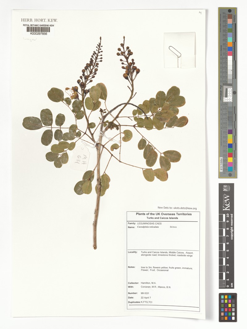 Caesalpinia bahamensis subsp. bahamensis photo 2