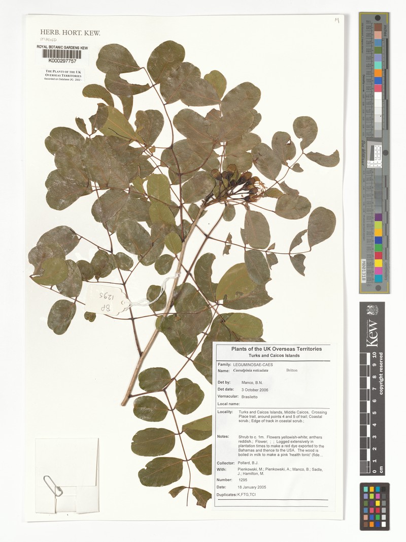 Caesalpinia bahamensis subsp. bahamensis photo 4