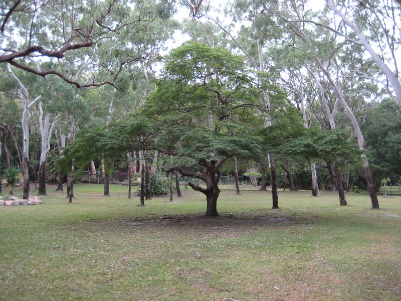 Divi Divi photo 4