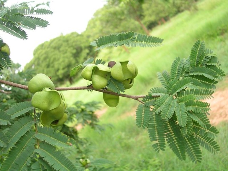 Divi Divi photo 5