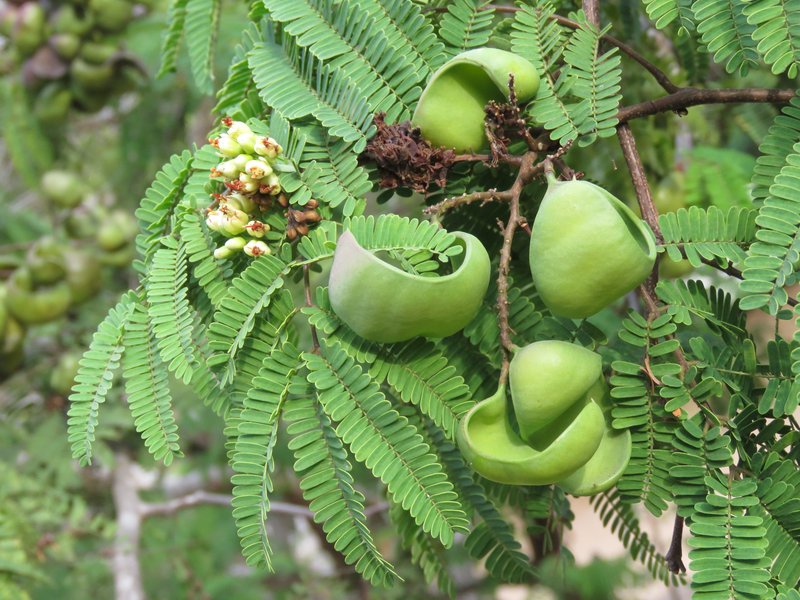 Divi Divi photo 6