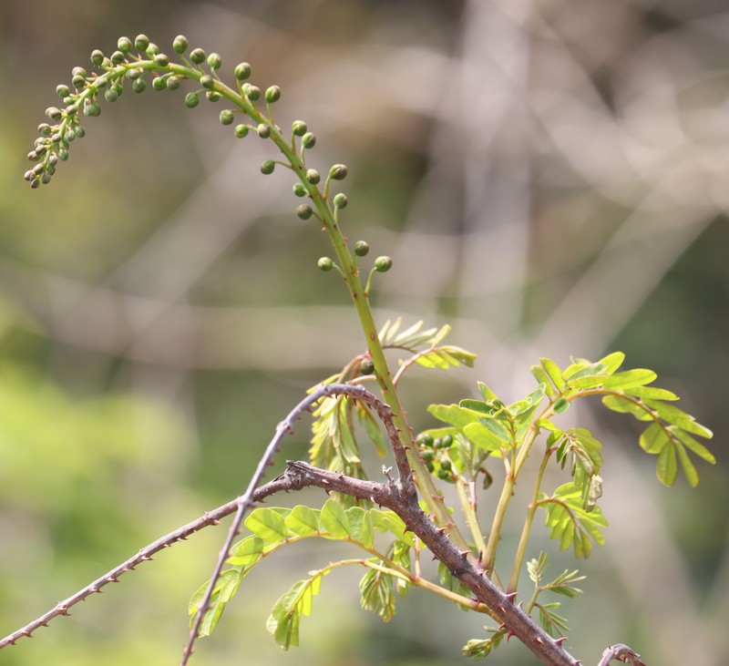 Shoofly photo 3
