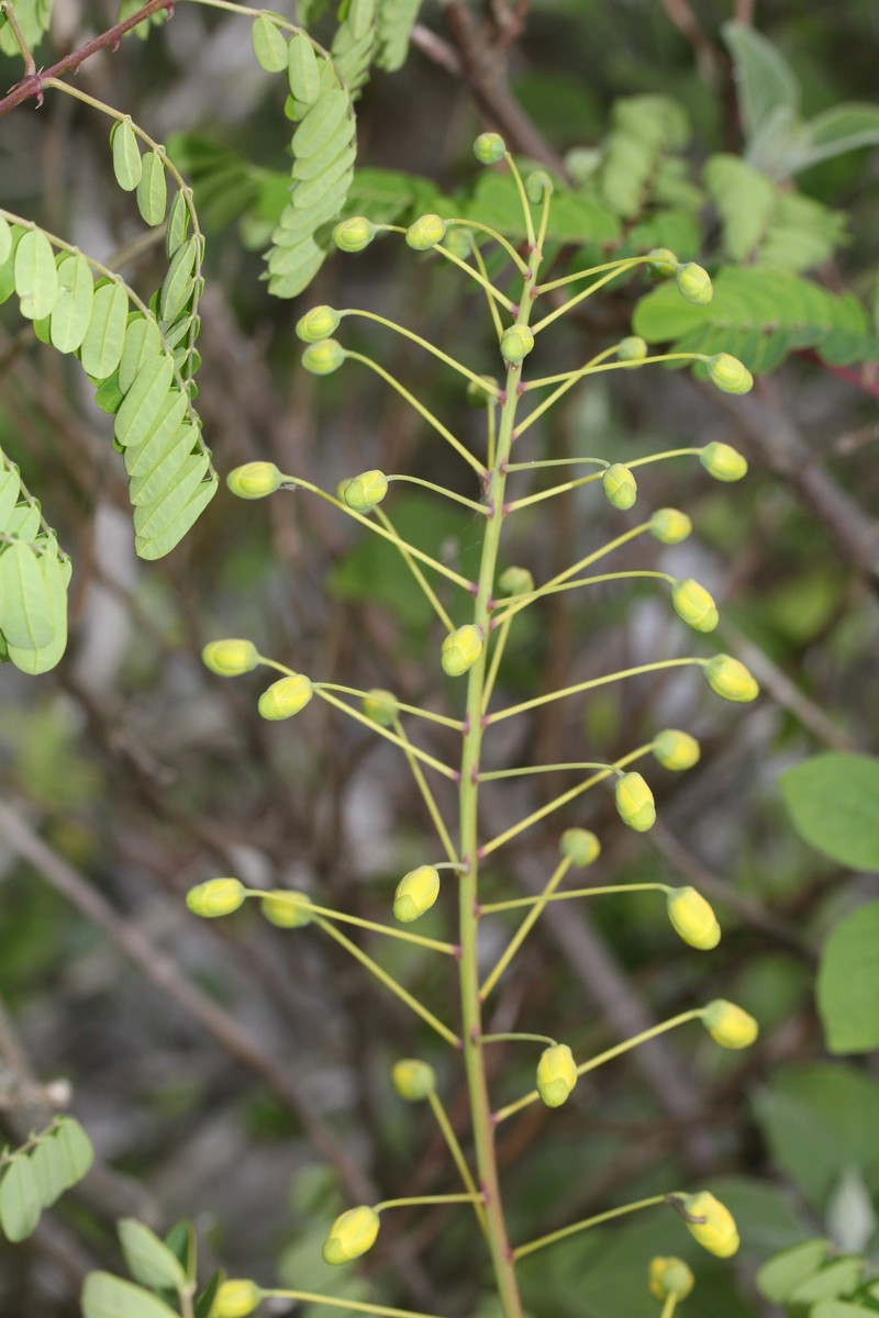 Shoofly photo 4
