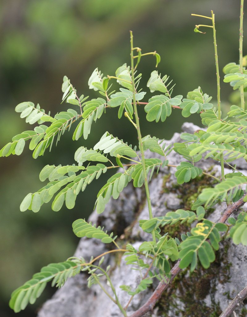 Shoofly photo 6