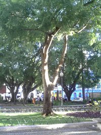 Brazilwood