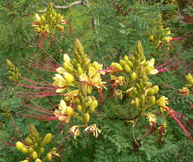 Bird-Of-Paradise Shrub photo 4