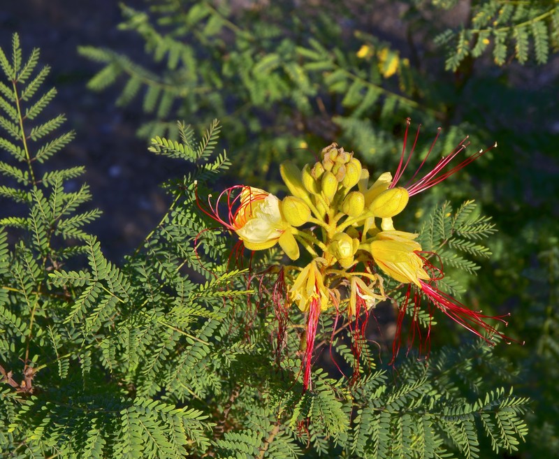 Bird-Of-Paradise Shrub photo 5
