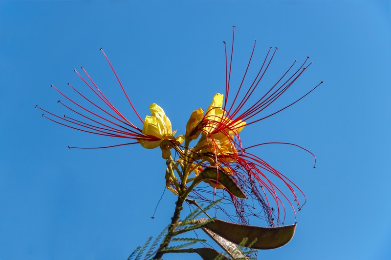 Bird-Of-Paradise Shrub photo 2