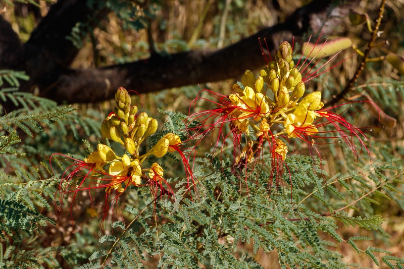 Bird-Of-Paradise Shrub photo 3