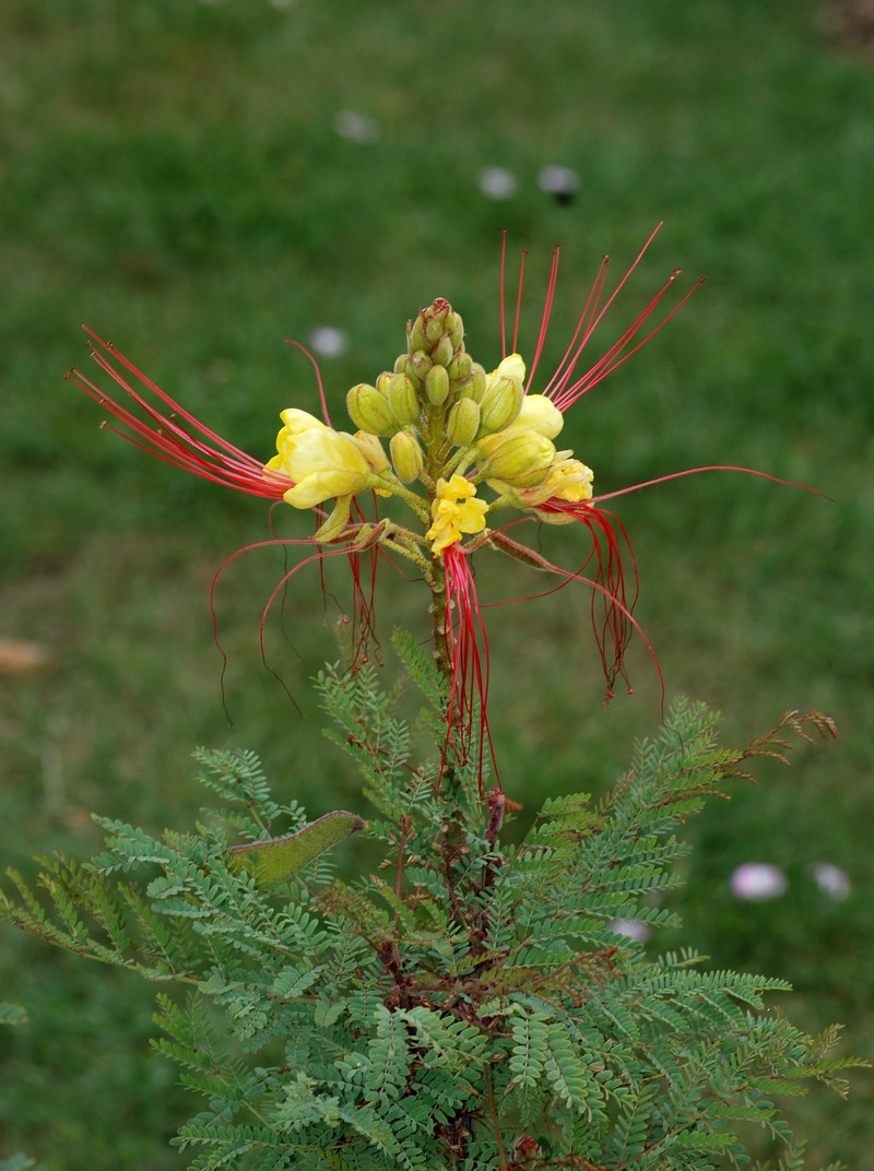 Bird-Of-Paradise Shrub