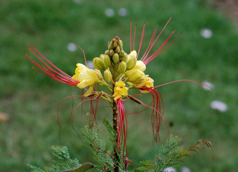 Bird-Of-Paradise Shrub photo 6