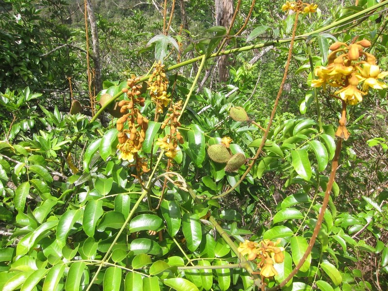 Hawai'I Pearls photo 2
